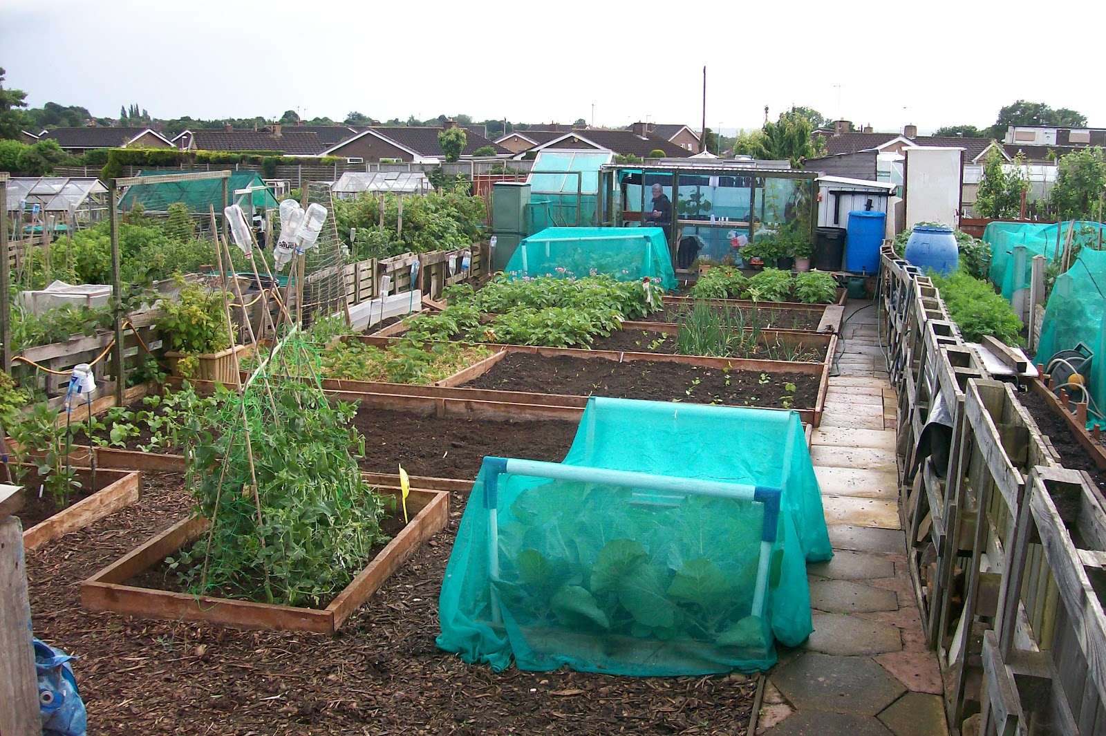 Growing Family Trees and Vegetables Australian roots continued.