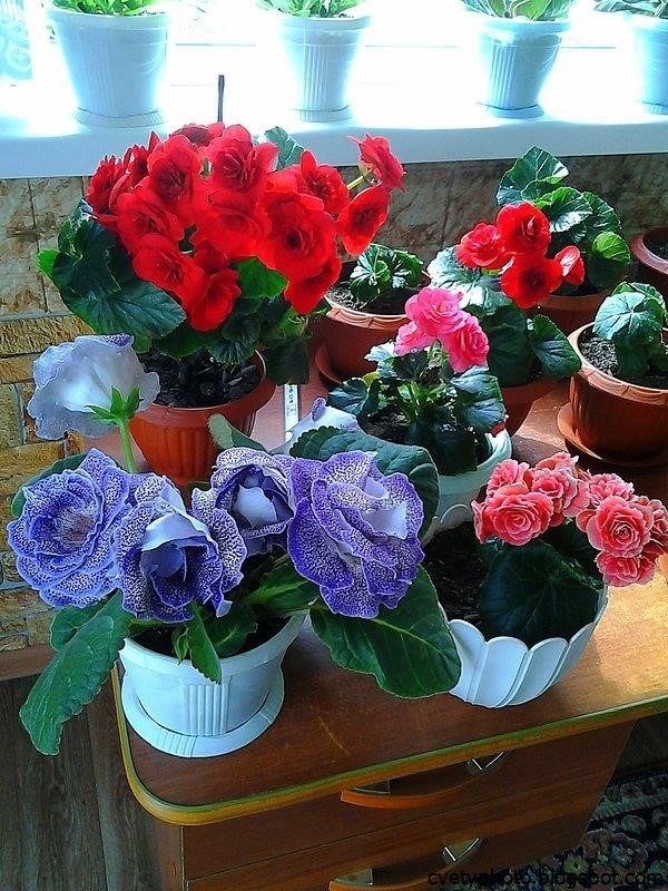 Цветы комнатные купить на авито в омске