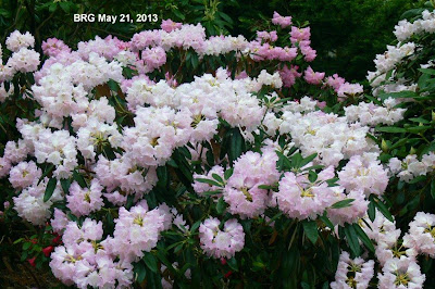 Small rhododendron shrub covered in pale pink blooms.