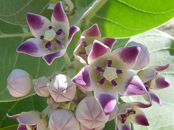 extractos de Calotropis procera (Aiton) Dryand