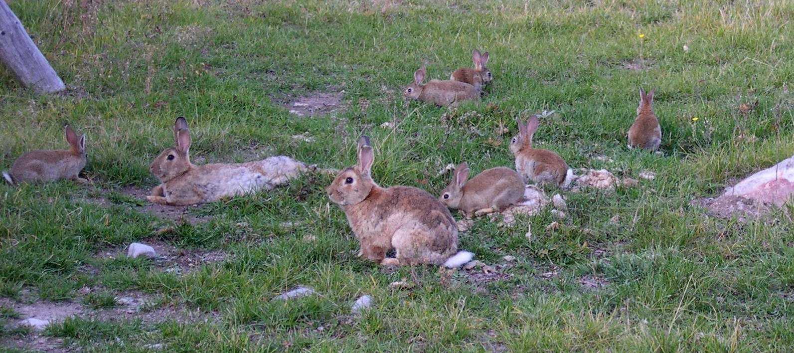 Rabbit Ramblings Montana bunnies! LOTS of Montana bunnies