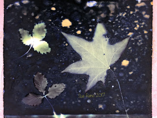 Wet cyanotype_Sue Reno_Image 253
