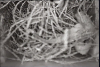 Squirrel Nest in Screech Owl Nest Box