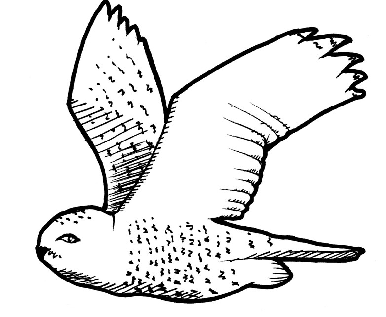 Sketsa Gambar Burung Hantu Terbaru Gambarcoloring Jahe