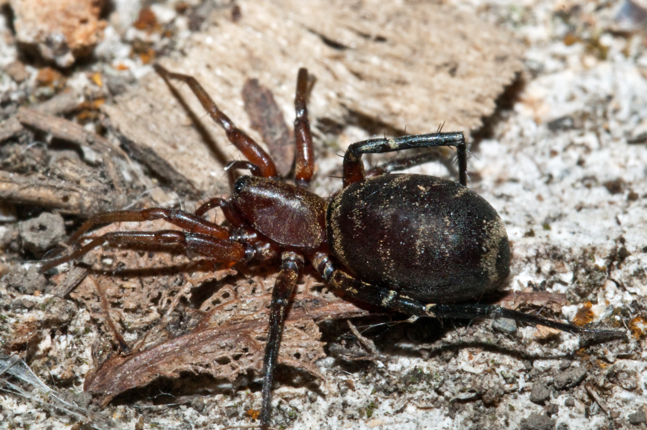 download battle ground spider download battle ground spider