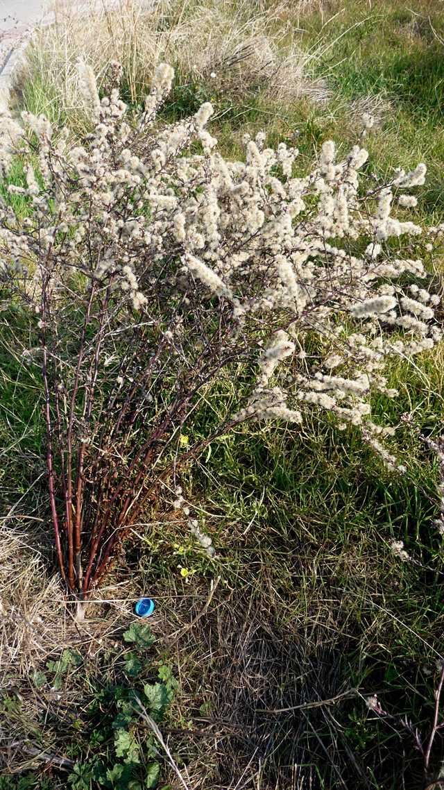 r o b i n 's y a r d Symphyotrichum squamatum (Aster squamatus)