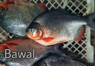 Perbedaan Ikan Piranha dan Bawal