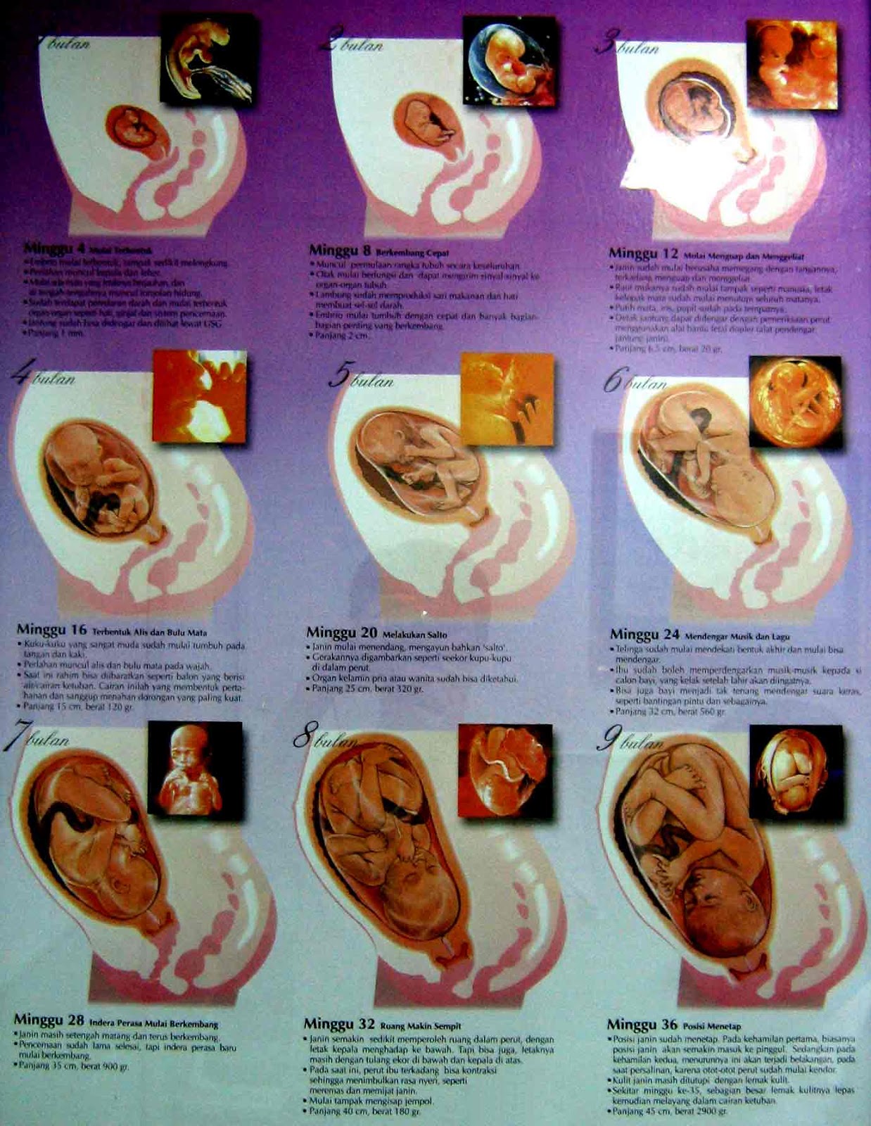 Emsbingy  pregnancy symptoms  pictures of a pregnant 