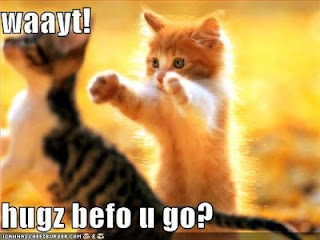 funny cute cat pictures,funny cute cat wallpaper,funny cat photos,free download funny cat photos
