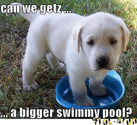 Funny dog want bigger pool