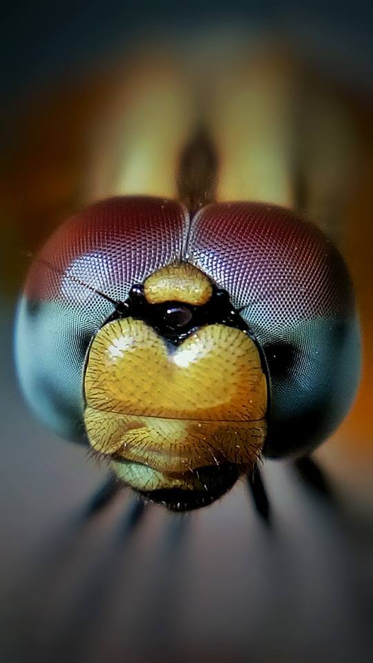 Photron 3in1 Universal Camera Lens Kit for Smartphones by