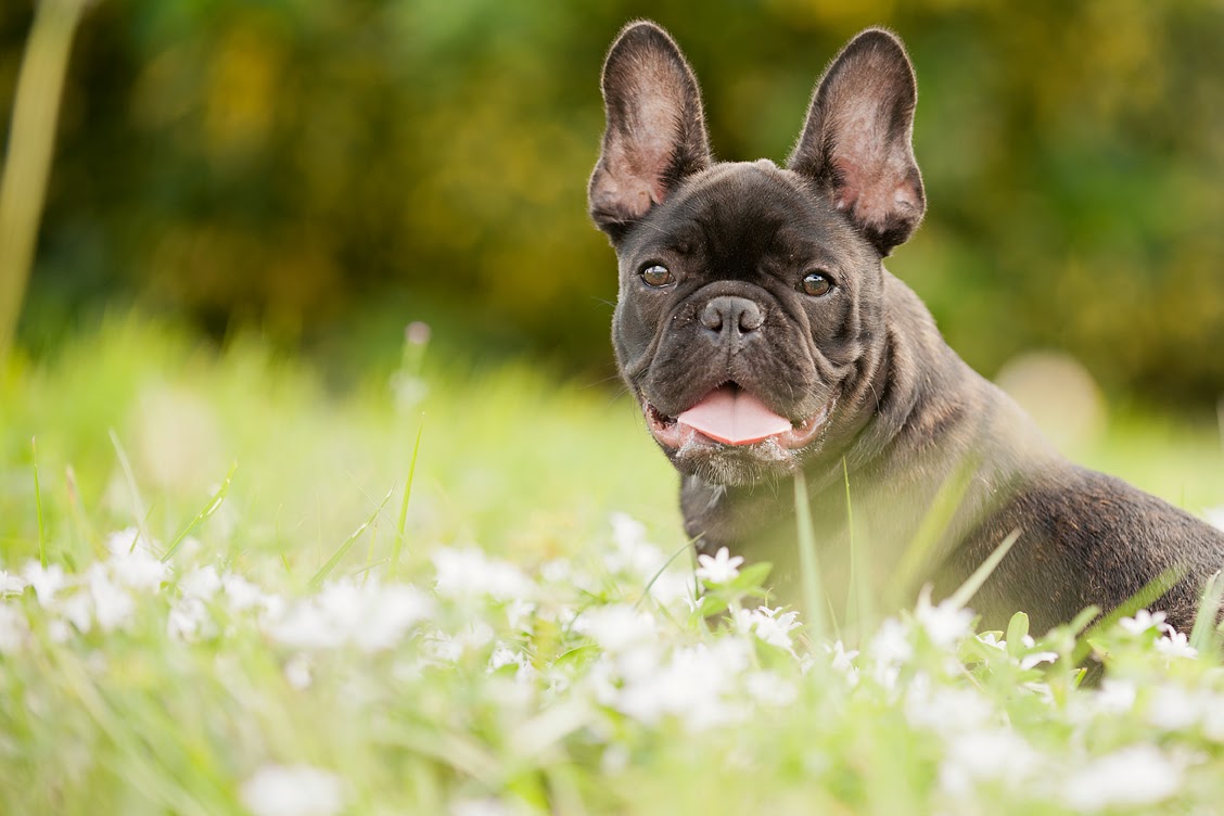 1128x752px Cute French Bulldog Wallpaper - WallpaperSafari