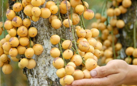 Nhung vuon dau bon bon triu qua 'hai ra tien' - Anh 5