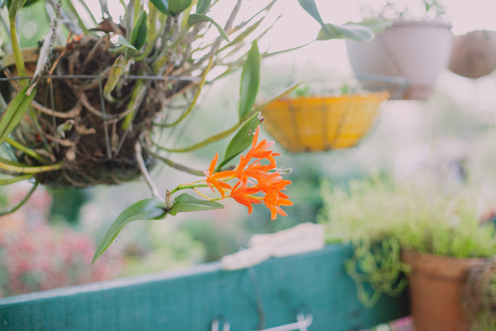 orange orchid orchid