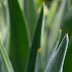 Benefits of Aloe vera on face overnight - Top 5 Uses | behealthy