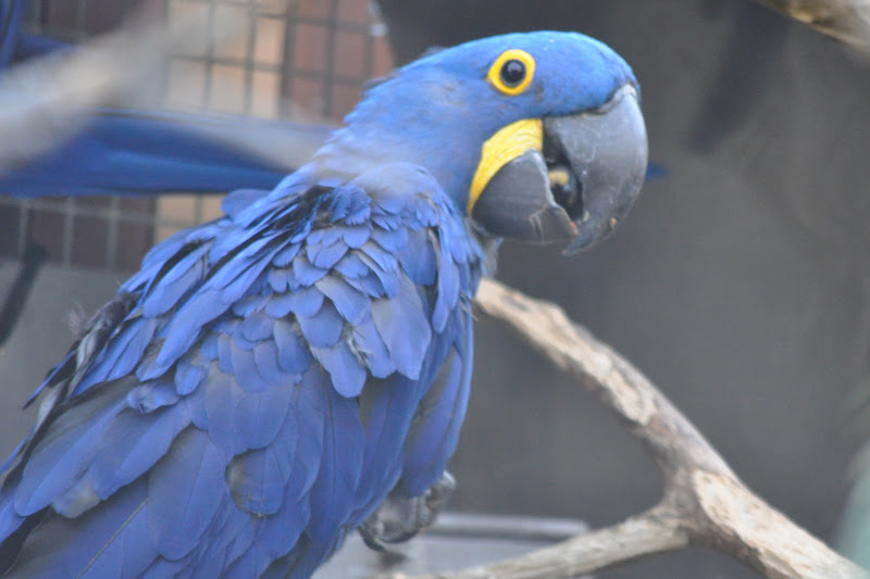 ZOOTOGRAFIANDO (6.100 ANIMALS) GUACAMAYO JACINTO /