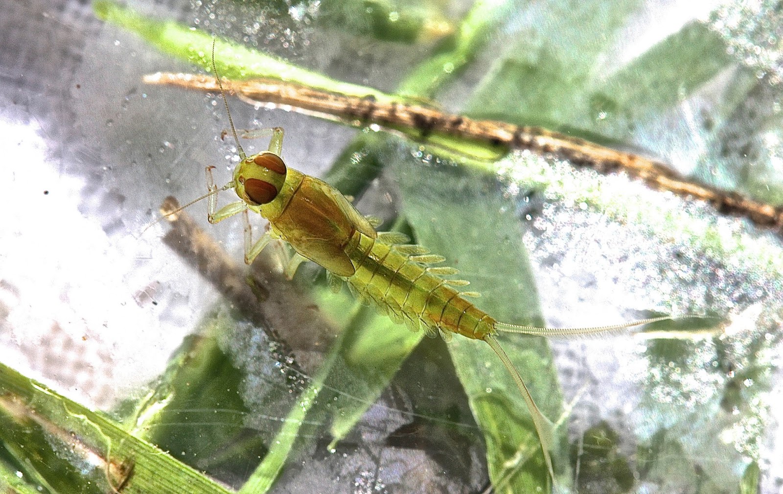 Aquatic Insects of Central Virginia EPT List Summer insects in the