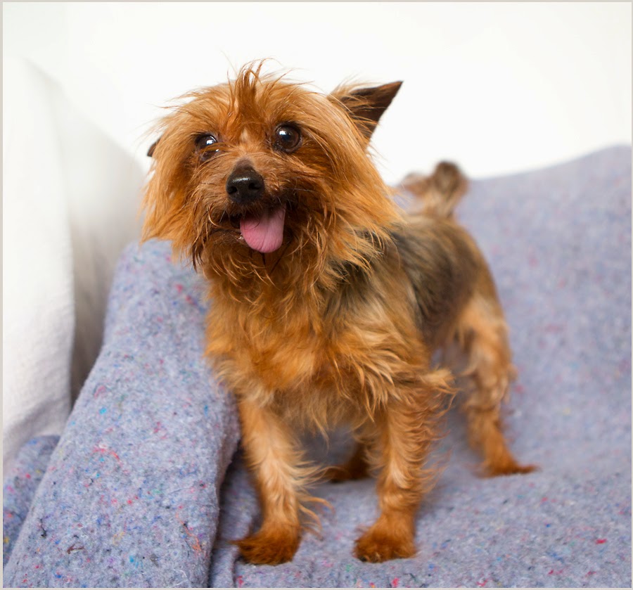 Shelter Dogs of Portland "TADA" sweetheart (toothless) Yorkie