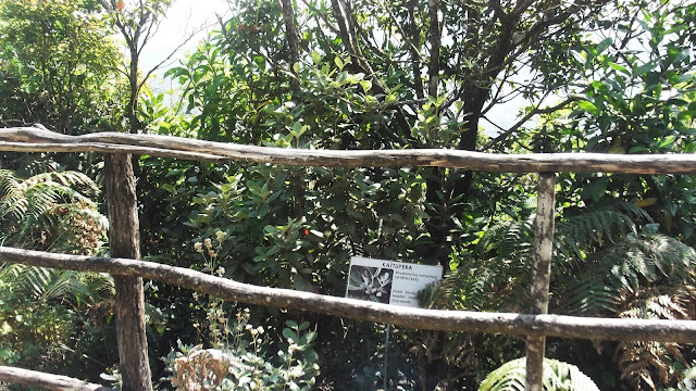kattupera surbs a flower plant in eravikulam national park, munnar, kerala, india