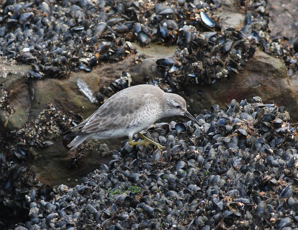 Mark James Pearson pulling mussels from a shell