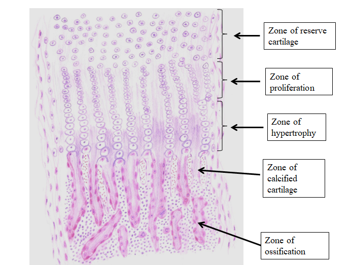 endochondral ossification histology