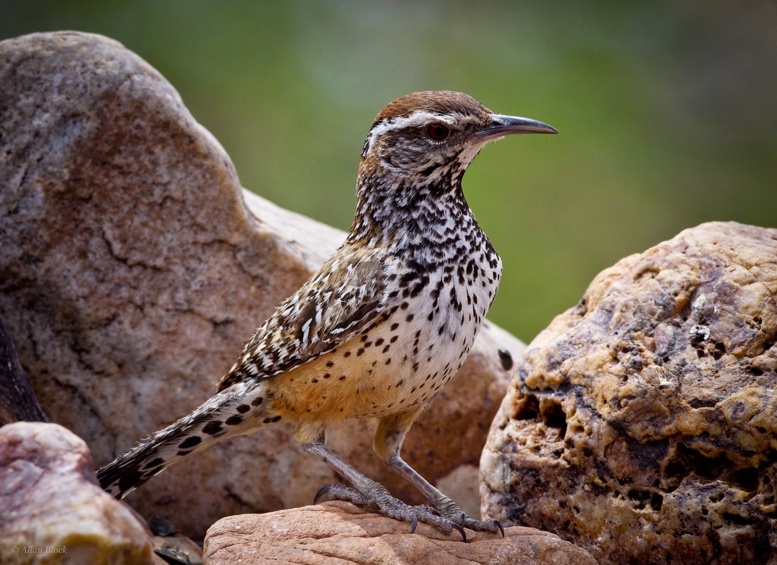 Feather Tailed Stories Desert Birds in the Snow