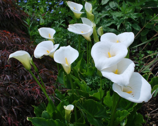 A Cardiff Garden In May Arum Lily