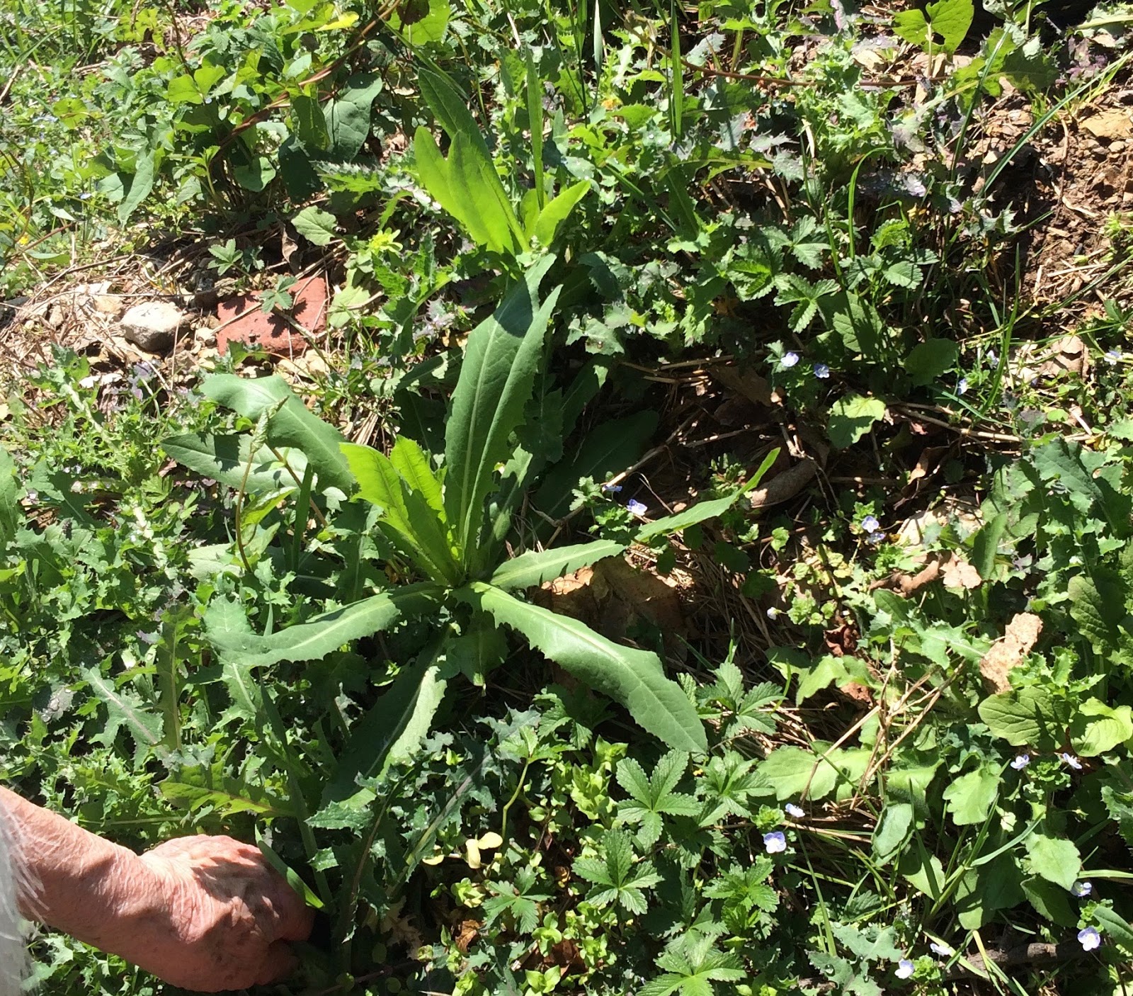 erba grassa selvatica commestibile