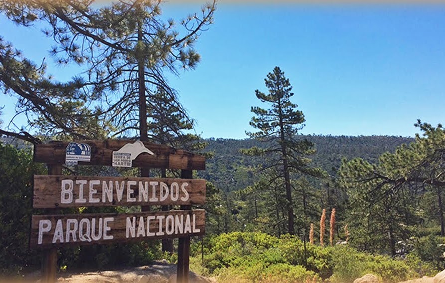 Bienvenidos parque nacional, bosque de pinos en Baja California