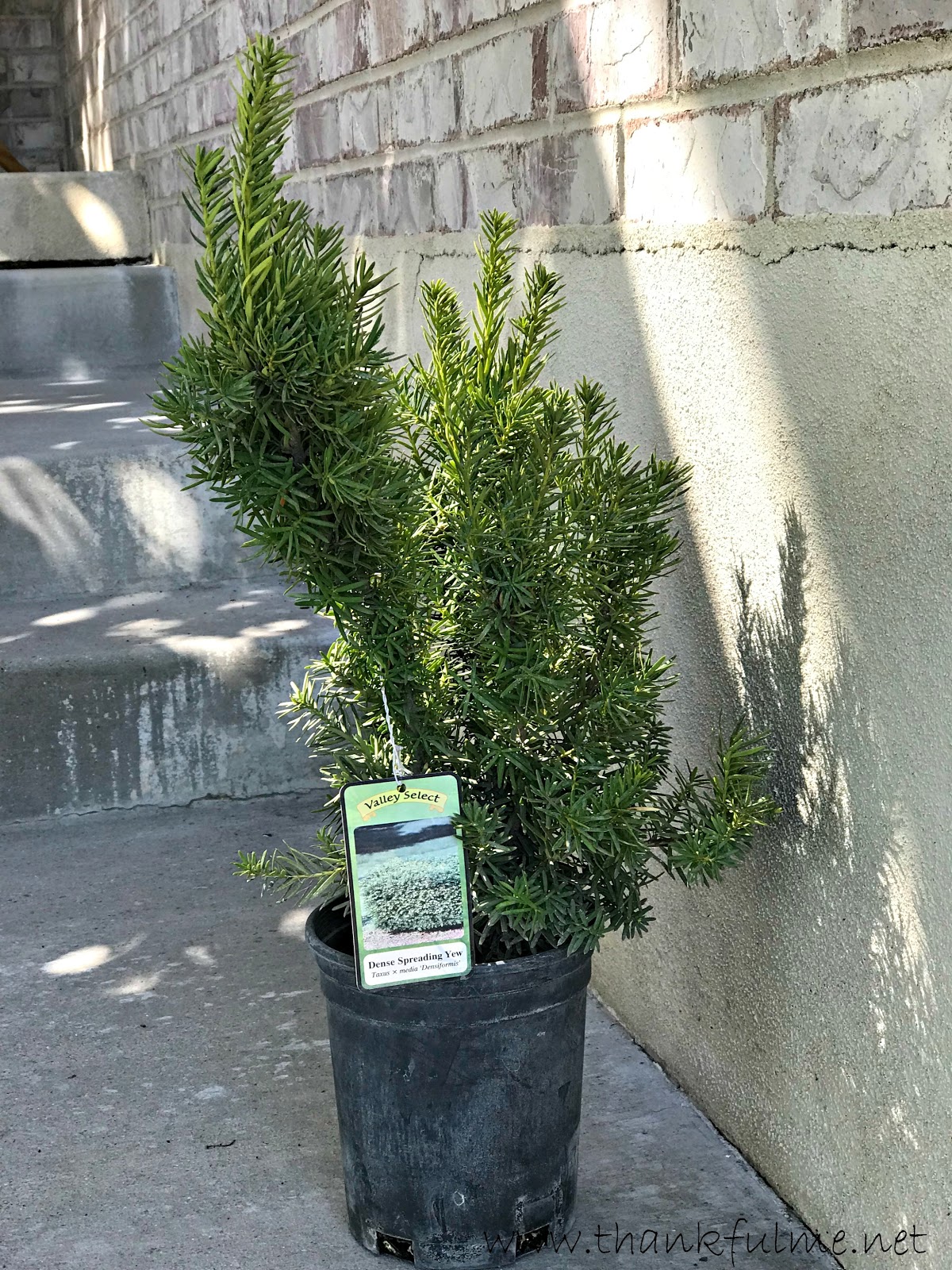 Simple Living In Nancy Evergreen Tapak Kucing Shrub Polyscias