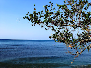 Rural Beach Scenery With The Leaves And Branch Of Hibiscus Tiliaceus Tree, Tangguwisia, North Bali, Indonesia