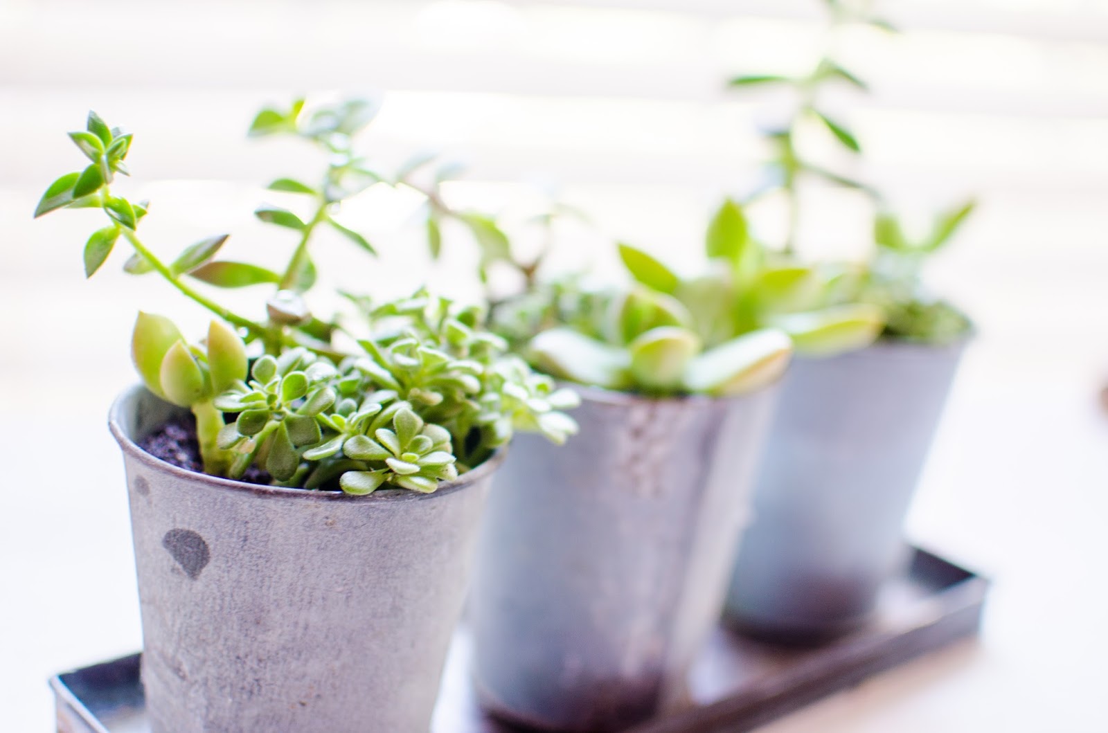 How to Keep Your Succulents Alive Uniquely His