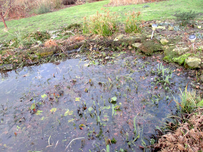 How To Grow Daphne Bholua Jacqueline Postill The Garden Of Eaden