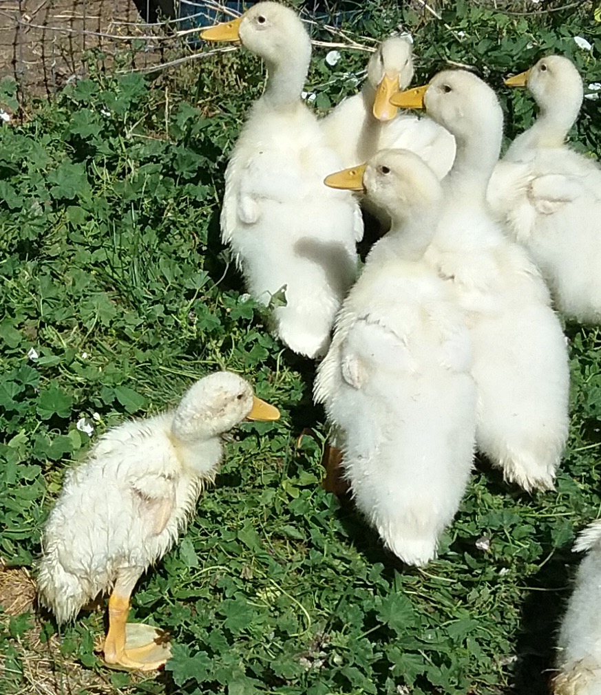 Treating weak runt duckling Page 4 BackYard Chickens Learn How to Raise Chickens