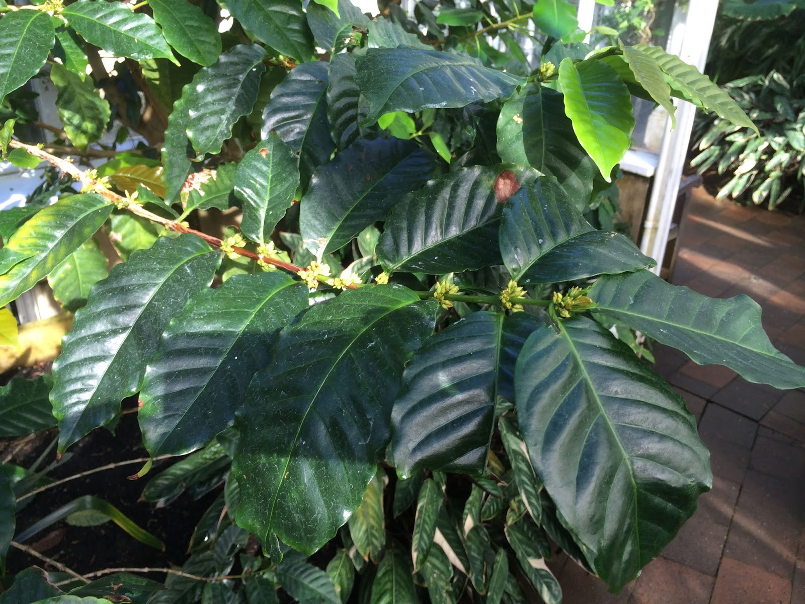 Кофе аравийский растение