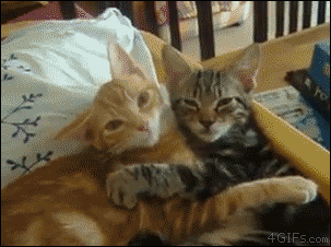Hahahaha! When you get a room and peeps just won't leave both of you alone! #adorable #animals #cat #cute #funny