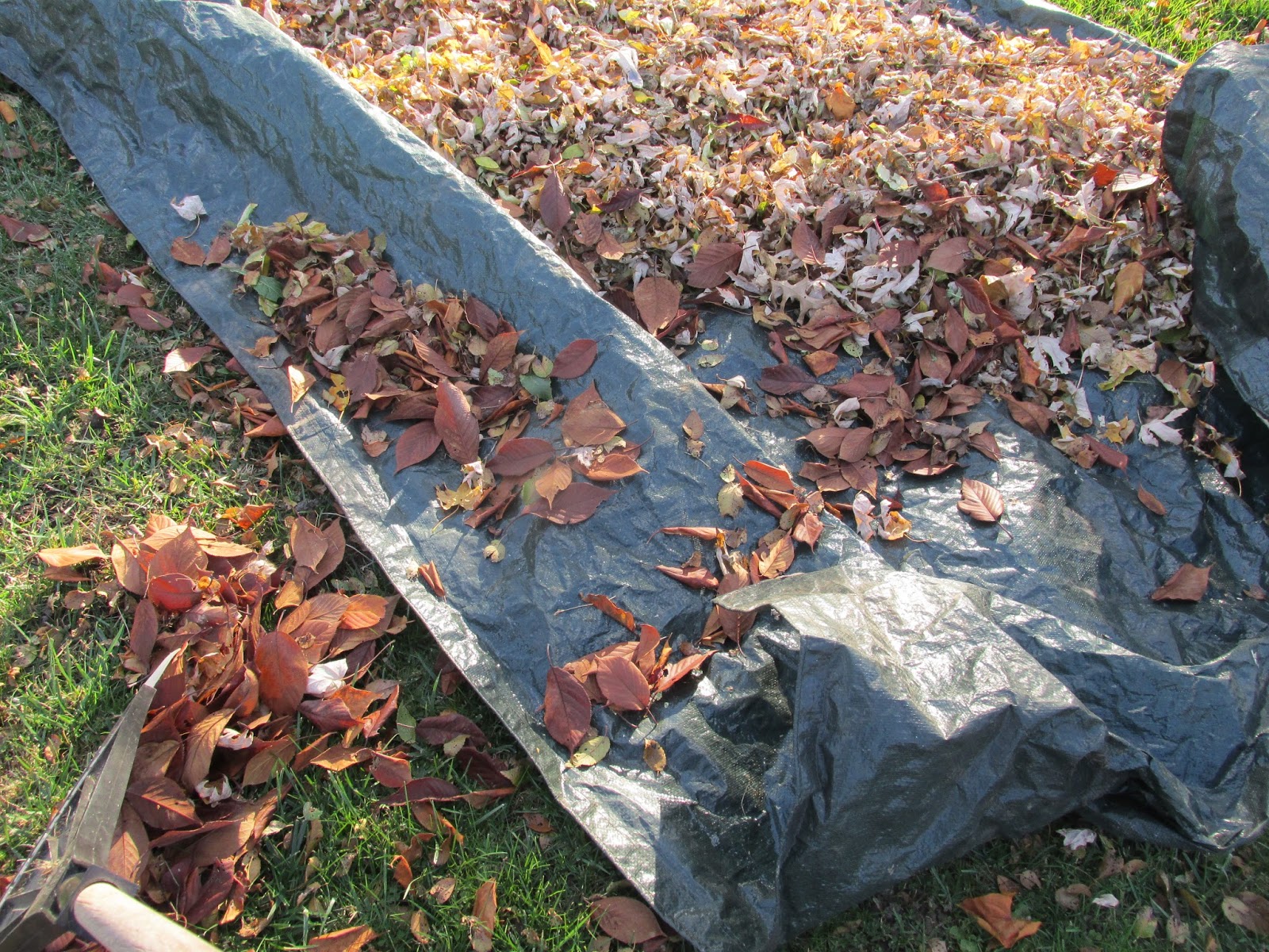 Vickie's Kitchen and Garden: In the Garden: An Easy Way to Rake Leaves