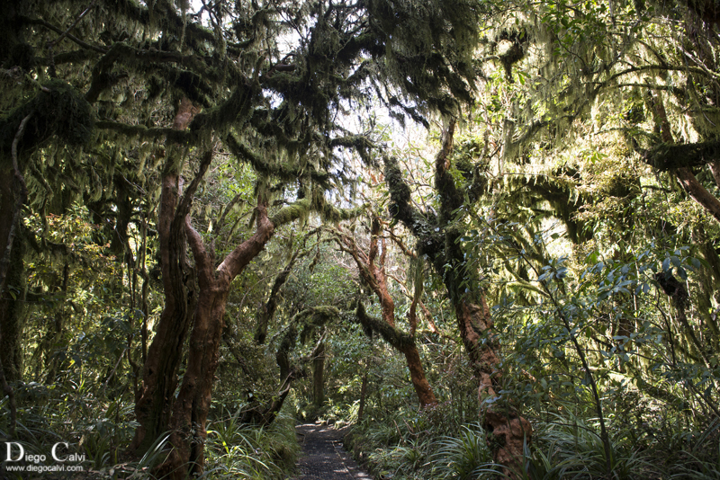 Wellington y el Monte Taranaki - Nueva Zelanda en Campervan - Vuelta al mundo (3)