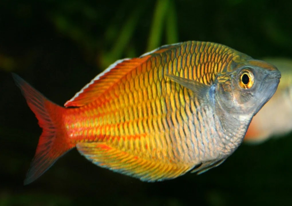 8 Beautiful Fish Species For Aquarium The Buzz Land