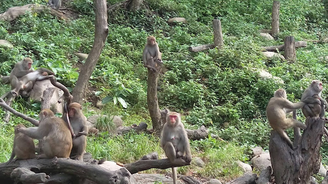 【台中旅遊景點推薦】大坑郭叔叔獼猴生態園區 【台中旅遊景點推薦】大坑郭叔叔獼猴生態園區