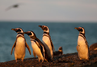 Llegada de los Pingüinos y los Gaviotines Sudamericanos. Para empezar la Primavera