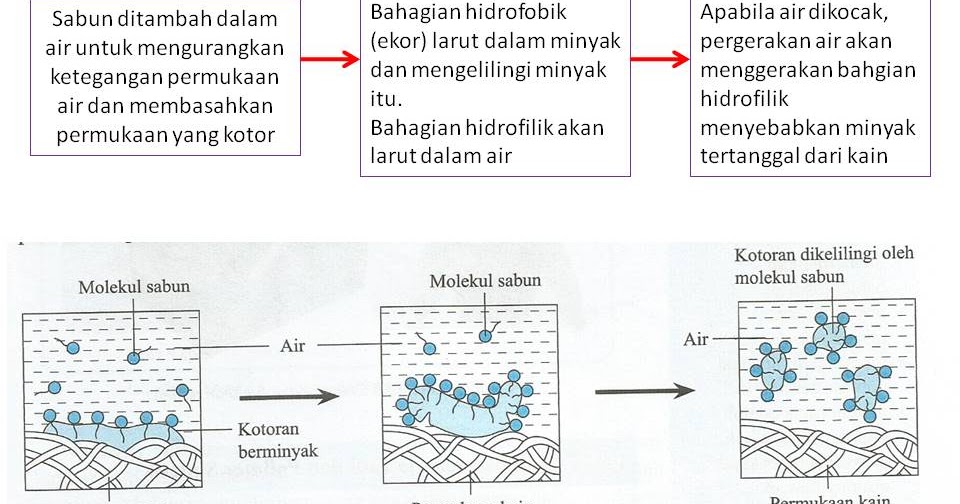 Jawapan biologi tingkatan 5 kssm