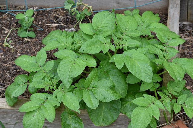 Growing Red potatoes- fresh leaves 
