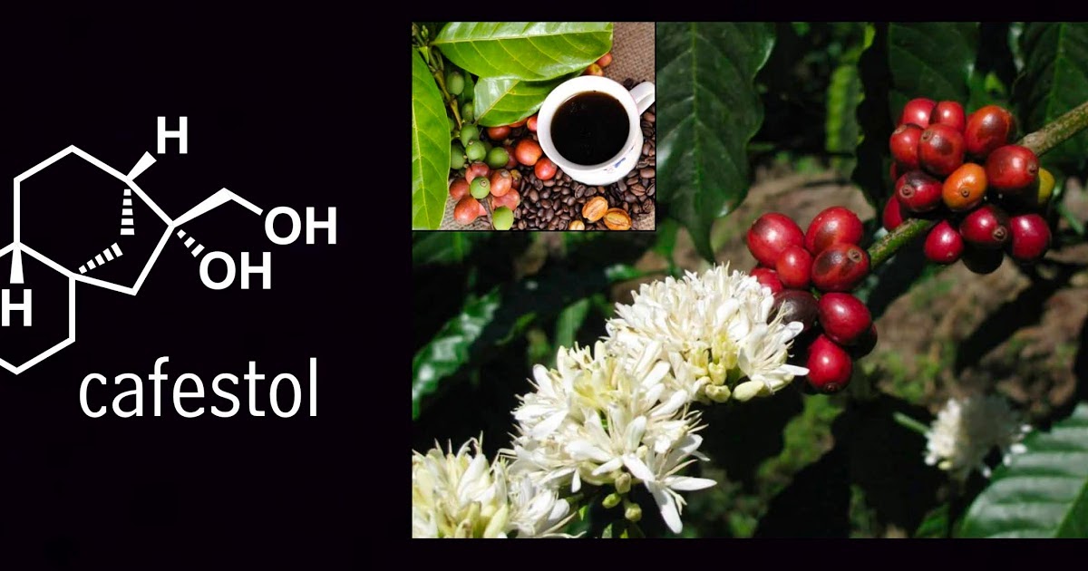 Plants Are Chemists January Phytochemicals hops, and compounds in