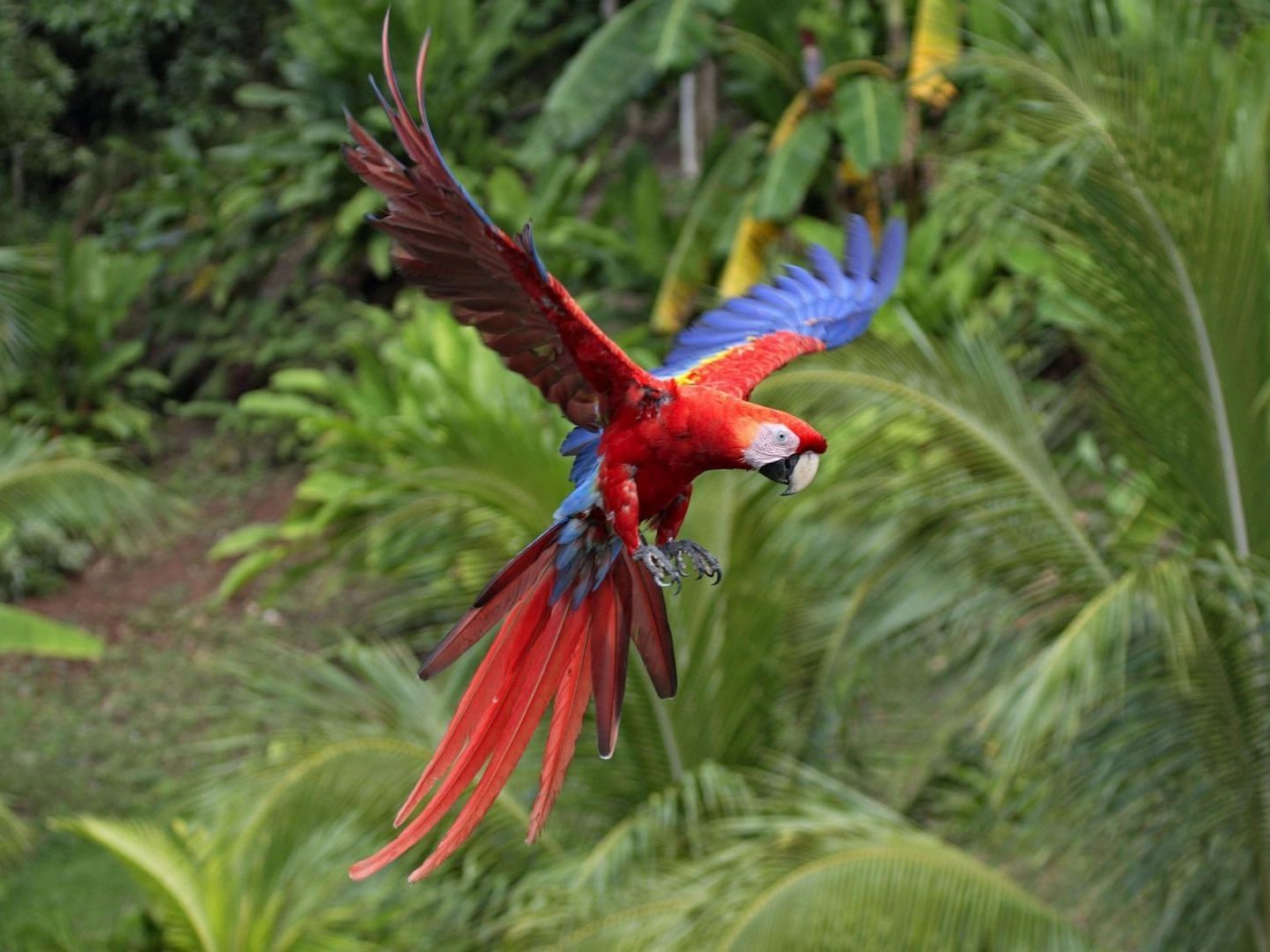 Scarlet Macaw Beauty Of Bird