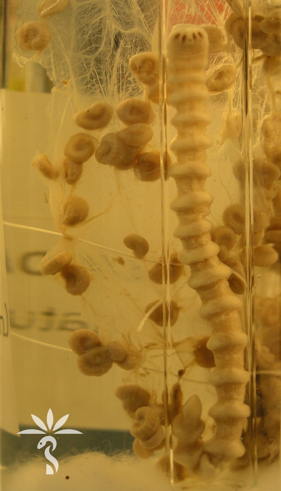 The not-so-wonderful world of eurodisney case analysis image