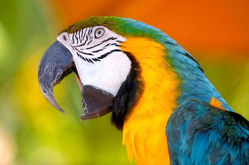 Pictures Of Parrots 50