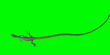 Kadal Dengan Ekor Sangat Panjang De Eka