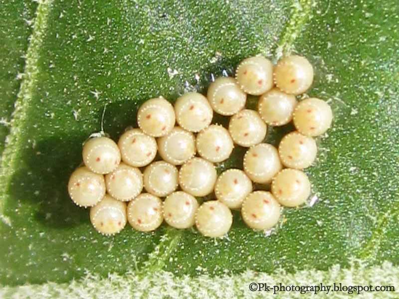 Small Milkweed Bug Nature, Cultural, and Travel Photography Blog