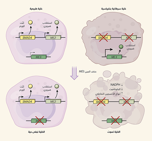 في الخلايا الطبيعية، يتموضع الجين المثبط للورم SMAD4 بجوار الجين ME2، الذي يرمّز إنزيمًا يلعب دورًا أساسيًّا في الاستقلاب الخلوي. وقد وجد ديي وزملاؤه2 أن حذف SMAD4 في خلايا السرطان الغدي القنوي البنكرياسي البشري يمكن أن يرتبط بفقْد ME2. ويؤدي هذا الفقْد إلى زيادة في التعبير عن إنزيم ME3 وثيق الصلة؛ ما يؤدي إلى توفير تعويضات وظيفية؛ من أجل الوظائف الاستقلابية الأساسية التي يقوم بها الإنزيم. وعادةً تعبِّر الخلايا الطبيعية عن كميات قليلة من الجين ME3، ولا تموت إذا حُذف، لكن إذا ما حُذف هذا الجين من الخلايا السرطانية التي تفتقر إلى الجين ME2، فإن هذا يسبب موت الخلية نتيجة للاضطرابات الاستقلابية، التي تشمل مستويات منخفضة من العامل المساعد NADPH، ومن الحمض الأميني الجلوتاميت، وكذلك مستويات مرتفعة من أنواع الأكسجين التفاعلي (ROS). إن هذا النهج الذي يتقصَّى نقاط الضعف الاستقلابية، ودور الجينات التي حُذفت مع الجينات المثبطة للأورام، يقدِّم إطار عمل جديدًا لإيجاد أهداف علاجية.